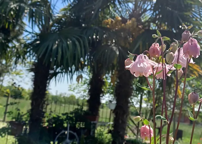 Apartman Casa Colibri *