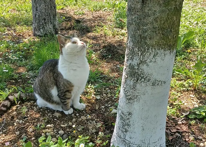 Casa Colibri Apartman
